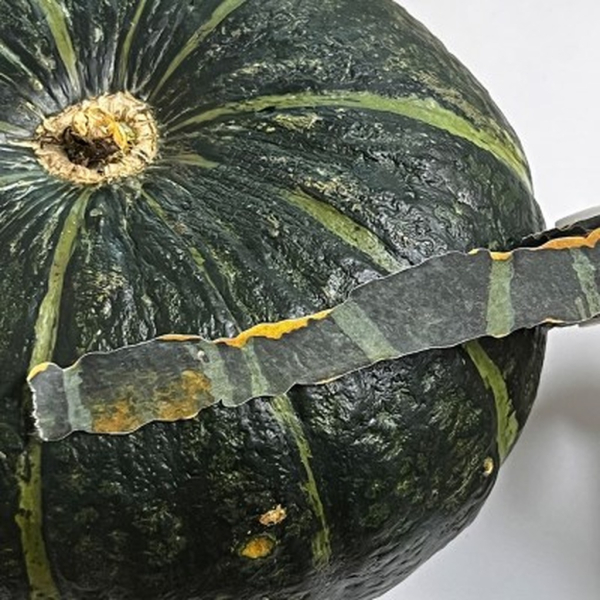 ZAGNE Autumn Squash Peel Masking Tape - Washi Tape