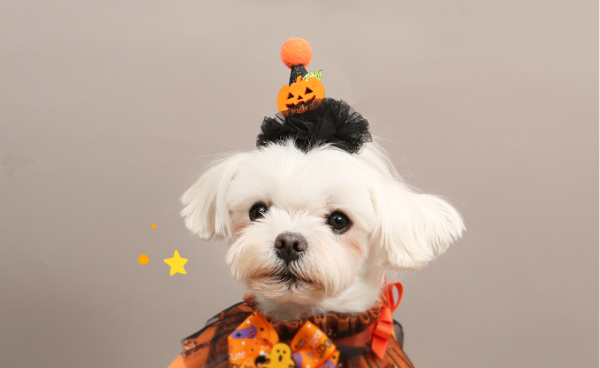 ITSDOG Halloween Bat Pumpkin Pin