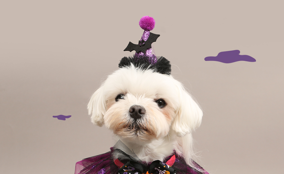 Alternative view of ITSDOG Halloween Bat Pumpkin Pin